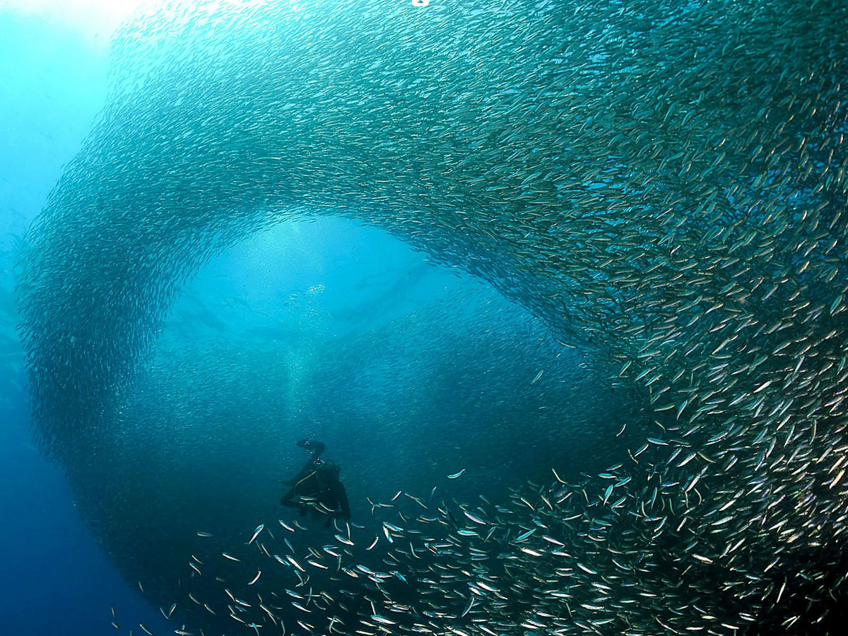 Incredible Ocean Spectacles