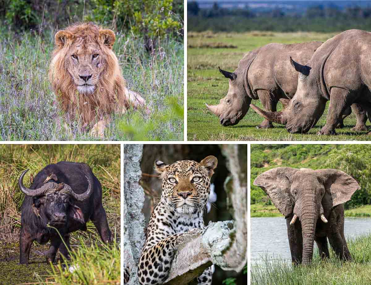 20 Things you didn’t know about the Big 5
