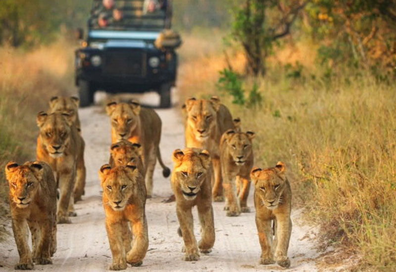 Kry die beste uit die Krugerwildtuin