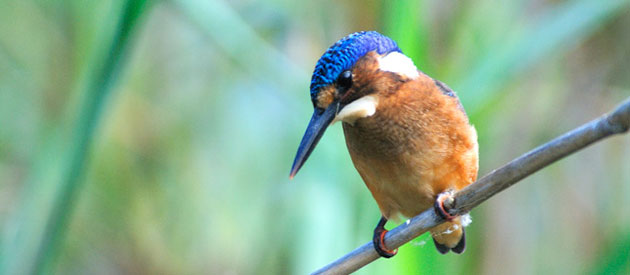 9 Plekke in SA om voëls te kyk