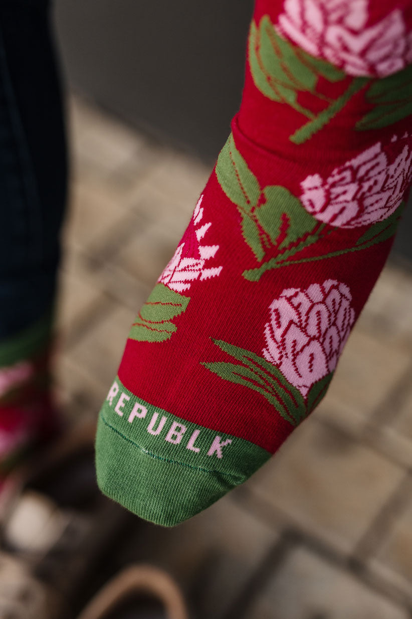 Sokkie Sokkies Protea